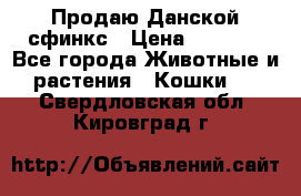  Продаю Данской сфинкс › Цена ­ 2 000 - Все города Животные и растения » Кошки   . Свердловская обл.,Кировград г.